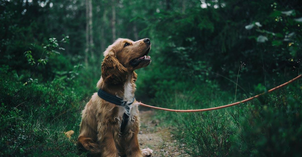 Det här bör du tänka på innan du skaffar hund